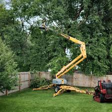 How Our Tree Care Process Works  in  Cascade Locks, OR